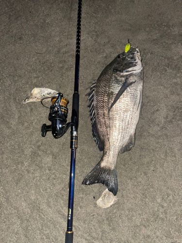 チヌの釣果