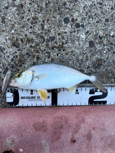 ショゴの釣果