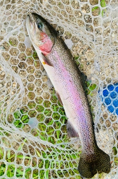 ニジマスの釣果