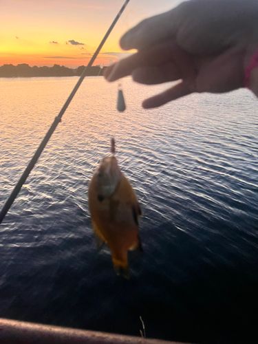 ブルーギルの釣果