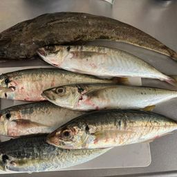 アジ