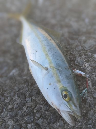 ワカシの釣果