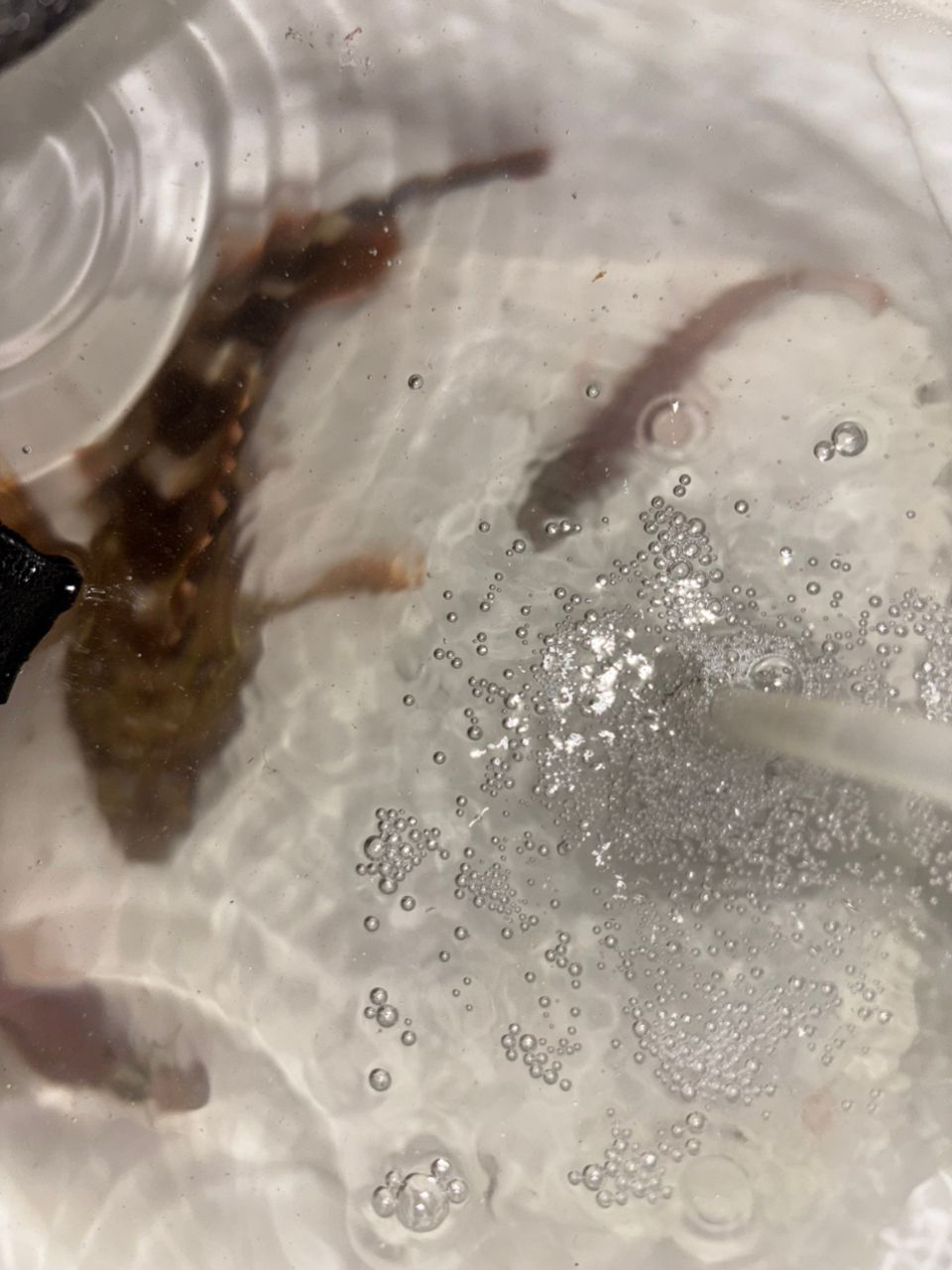 カサゴ