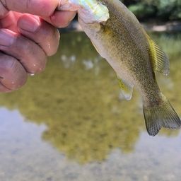 スモールマウスバス