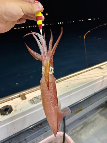 ケンサキイカの釣果