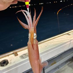 ケンサキイカ