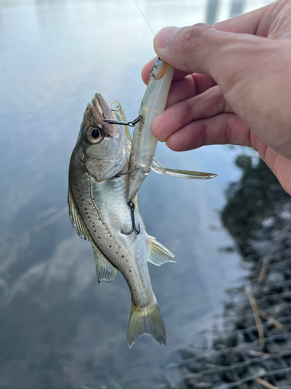 DAIWA 21ブレイゾン S64L-2・STの最安値・インプレ・釣果 | 本音
