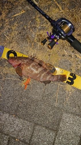 キジハタの釣果