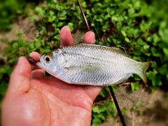 ユゴイの釣果