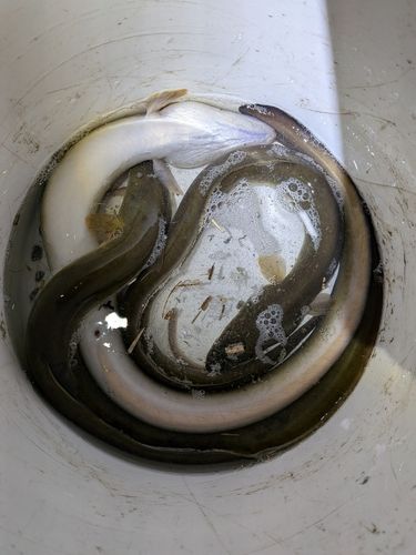 ニホンウナギの釣果