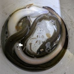 ニホンウナギ