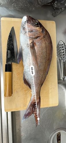 マダイの釣果