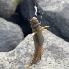 イソギンポの釣果