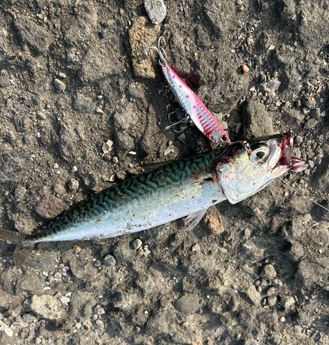 サバの釣果