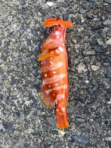 アカハタの釣果