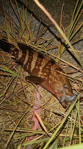 キジハタの釣果