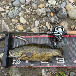 スモールマウスバス