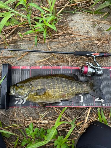 スモールマウスバスの釣果