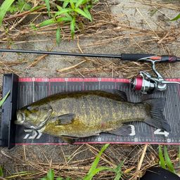 スモールマウスバス