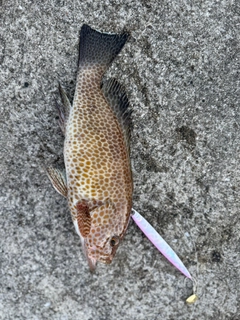オオモンハタの釣果
