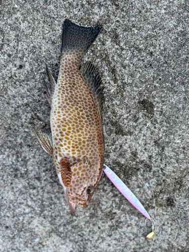 オオモンハタの釣果