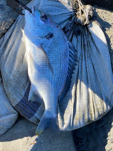 キビレの釣果