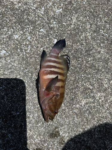 マハタの釣果