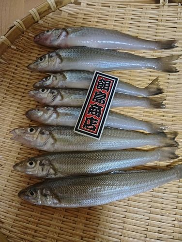 シロギスの釣果