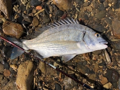 ミナミクロダイの釣果