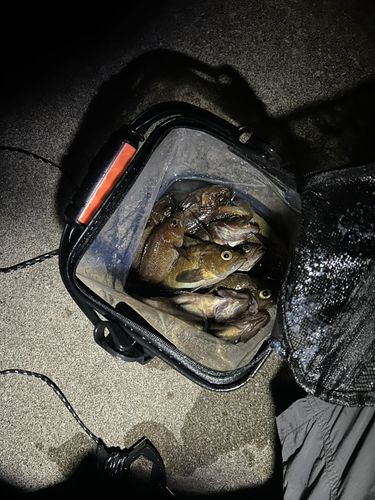 エゾメバルの釣果