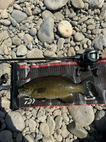 スモールマウスバスの釣果