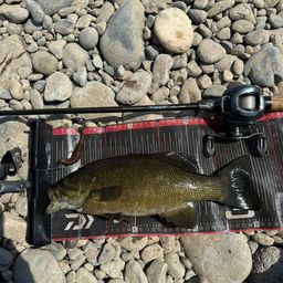 スモールマウスバス