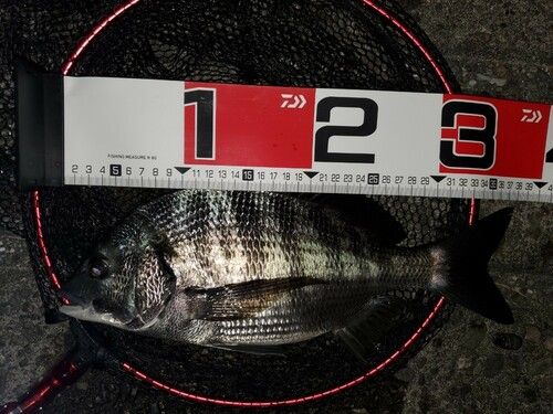クロダイの釣果