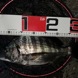 クロダイ