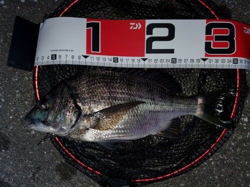 クロダイの釣果