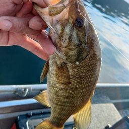 スモールマウスバス