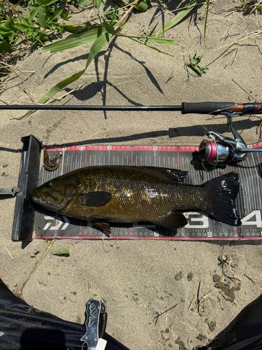 スモールマウスバスの釣果
