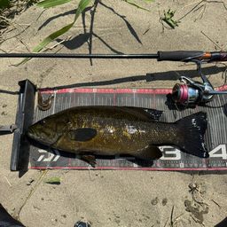 スモールマウスバス