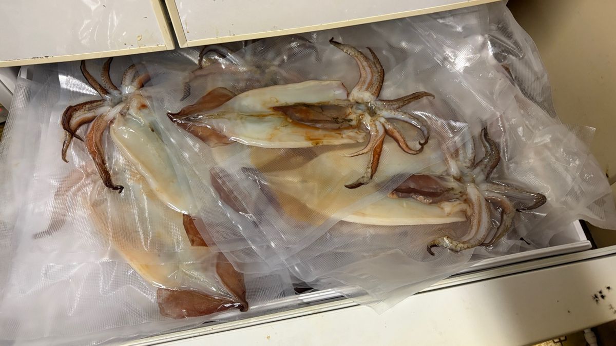 P.kobaさんの釣果 3枚目の画像