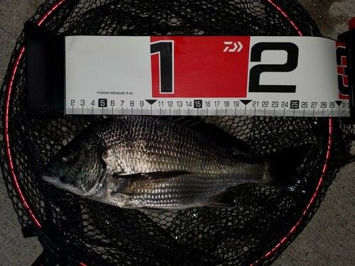 クロダイの釣果