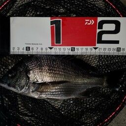 クロダイ