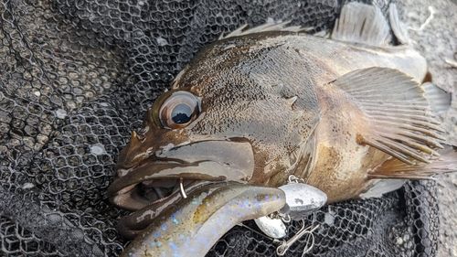 シマゾイの釣果