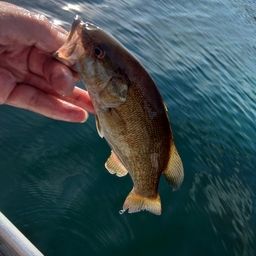 スモールマウスバス