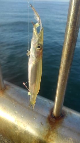 カマスの釣果
