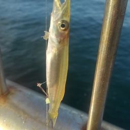 カマス