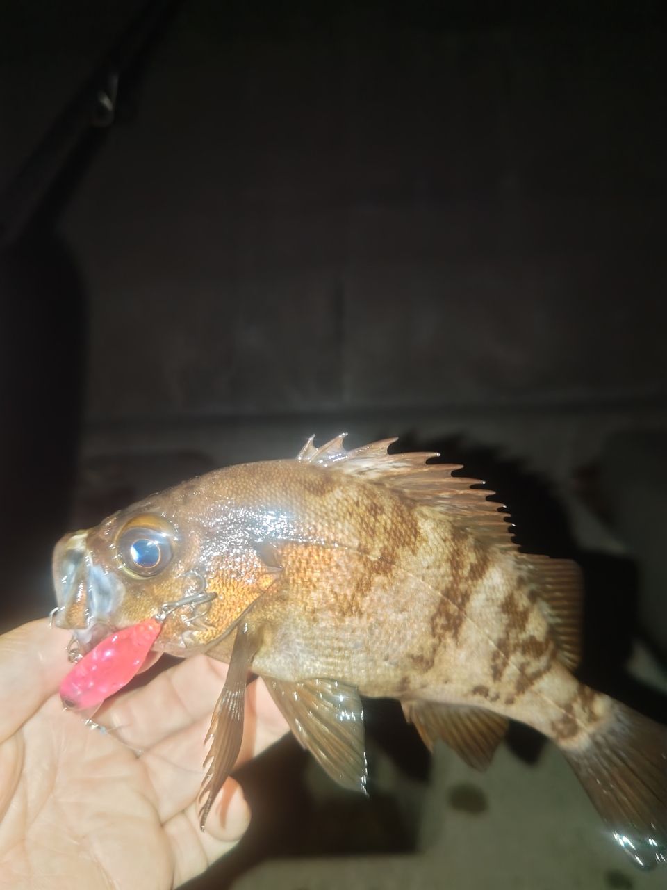 メバル