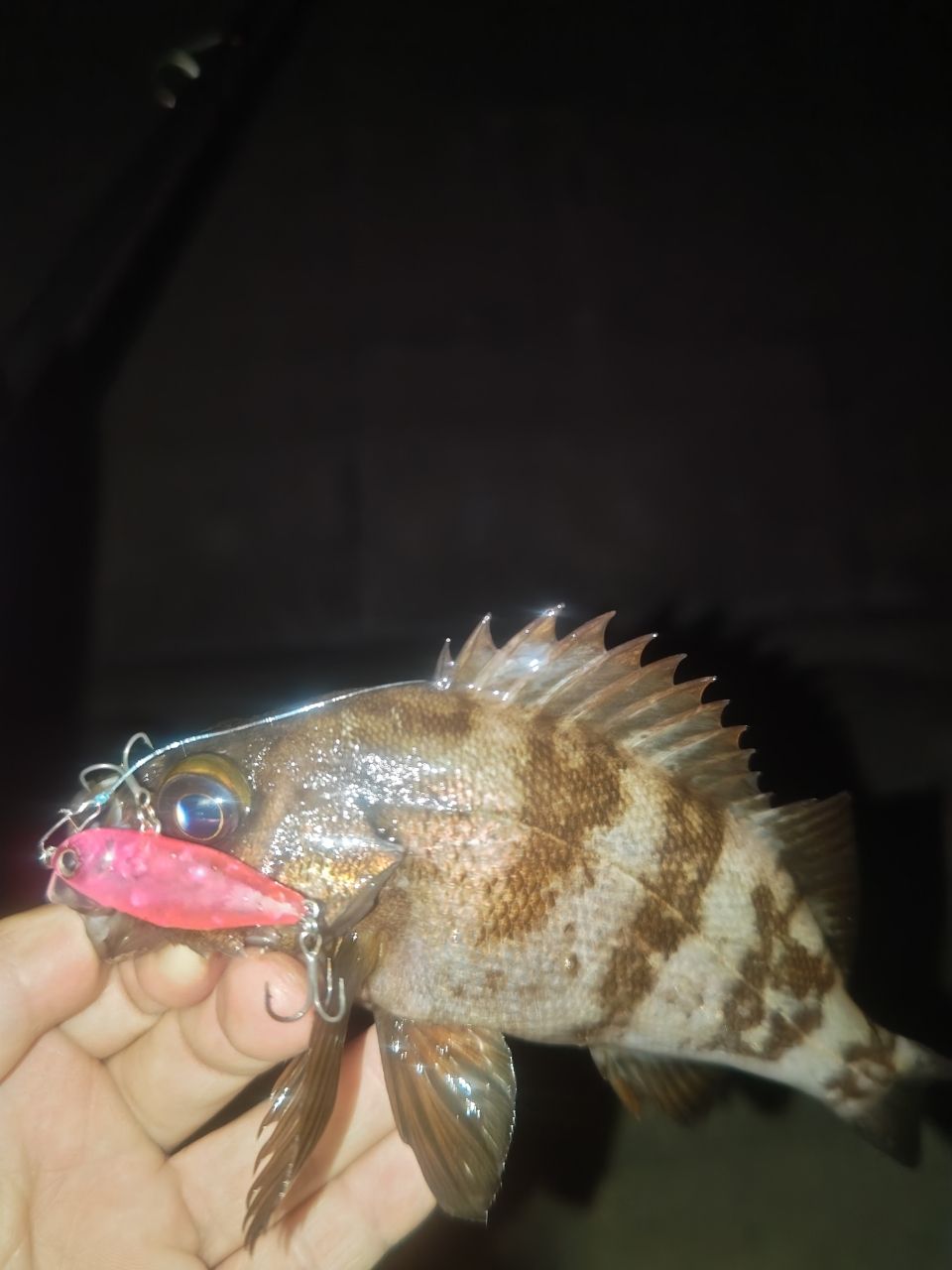 メバル
