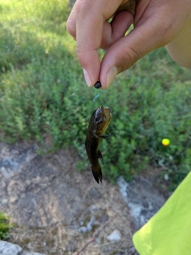 ヌマチチブの釣果