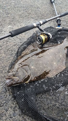 ヒラメの釣果