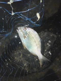 ヘダイの釣果